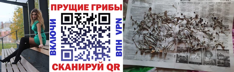 Псилоцибиновые грибы Psilocybine cubensis Купить Малоярославец